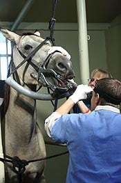 General Practice Reata Equine